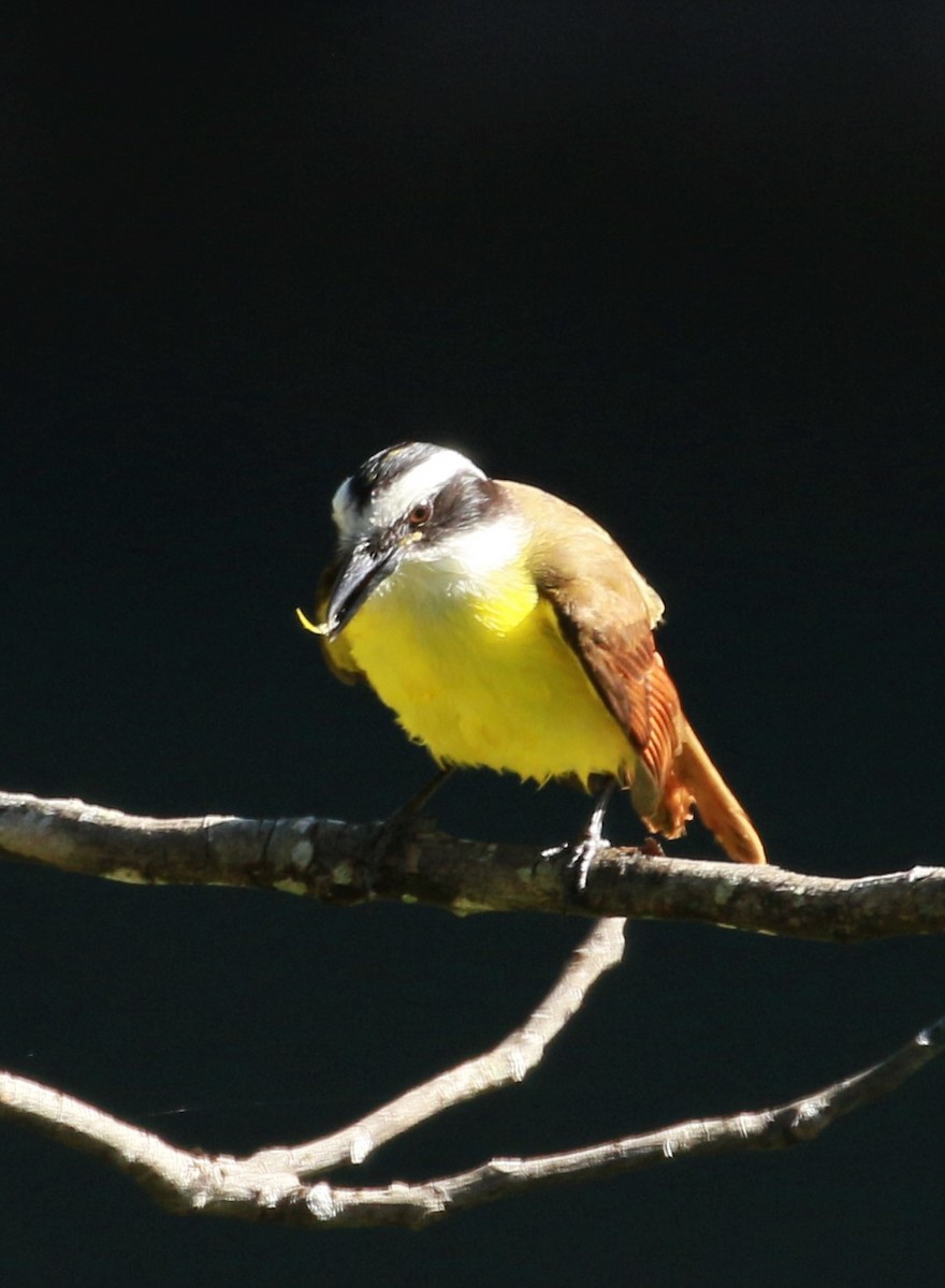 Great Kiskadee - ML452044391