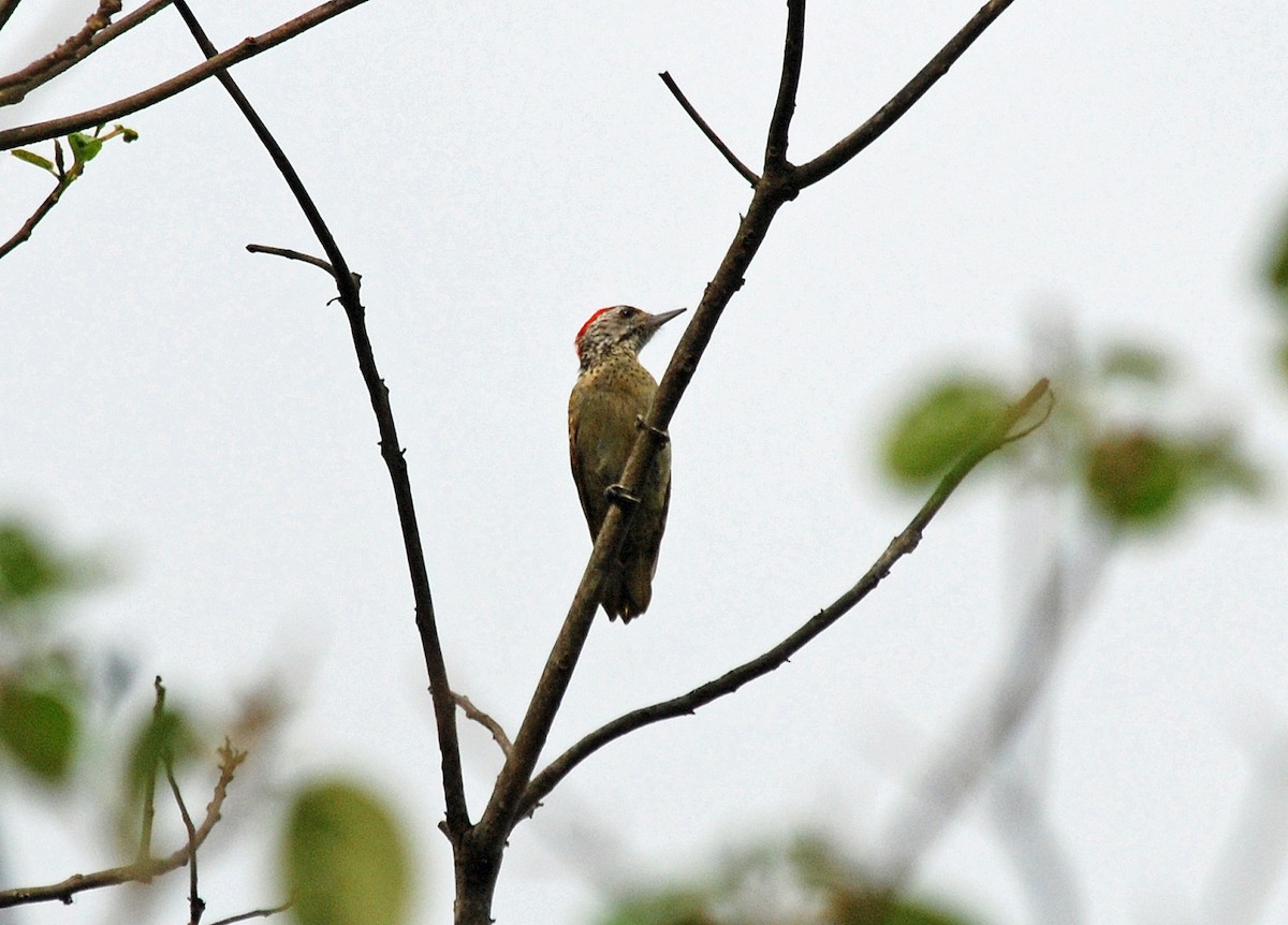 Speckle-breasted Woodpecker - ML45204441