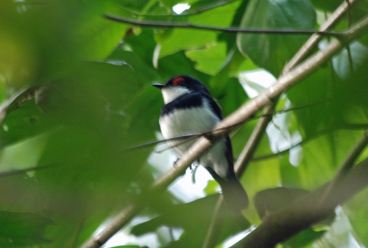 Banded Wattle-eye - ML45204521