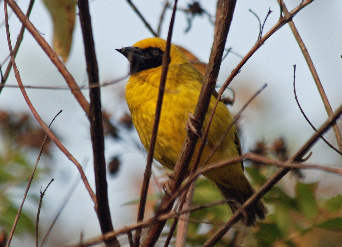 Bannerman's Weaver - Nigel Voaden