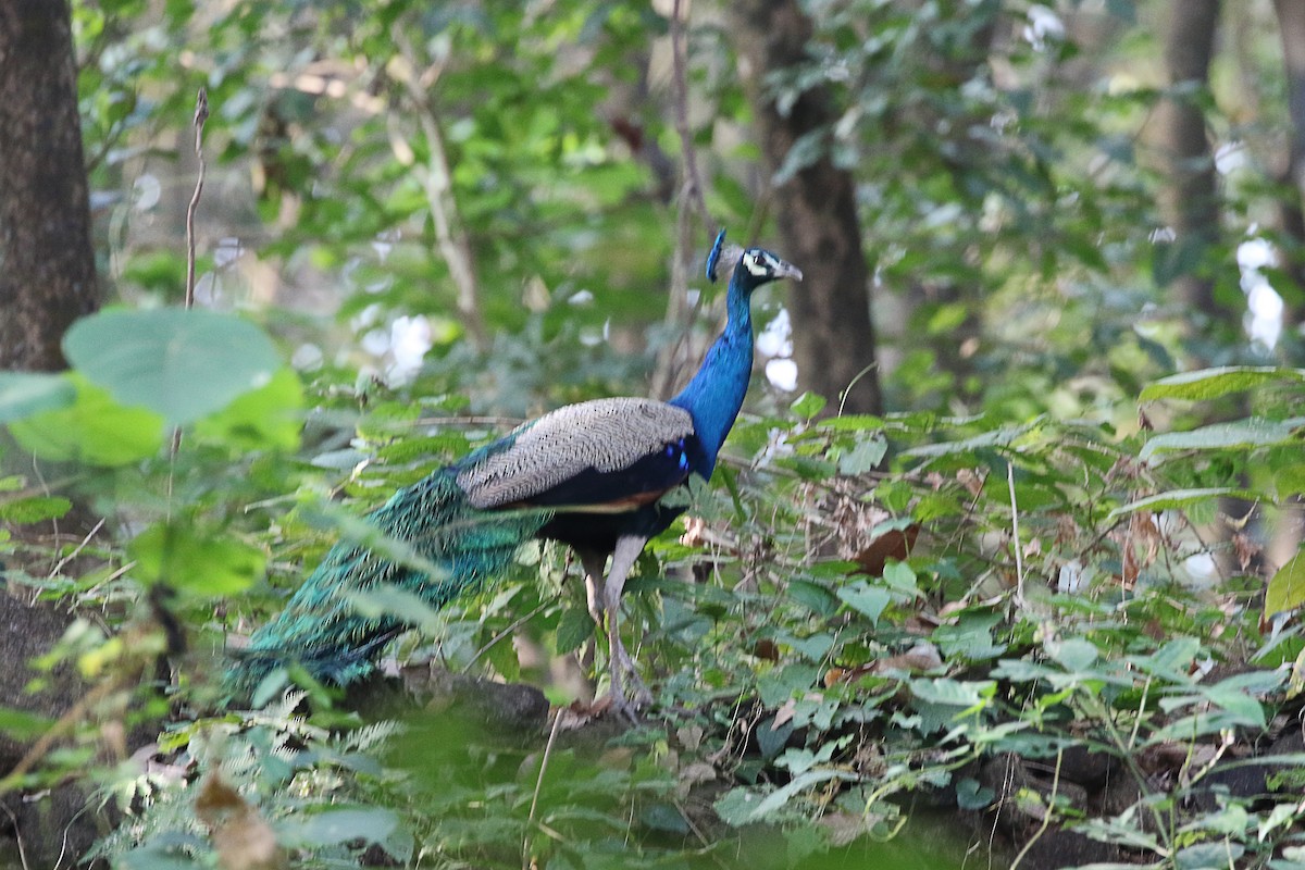 Indian Peafowl - Mukundan Kizhakkemadham