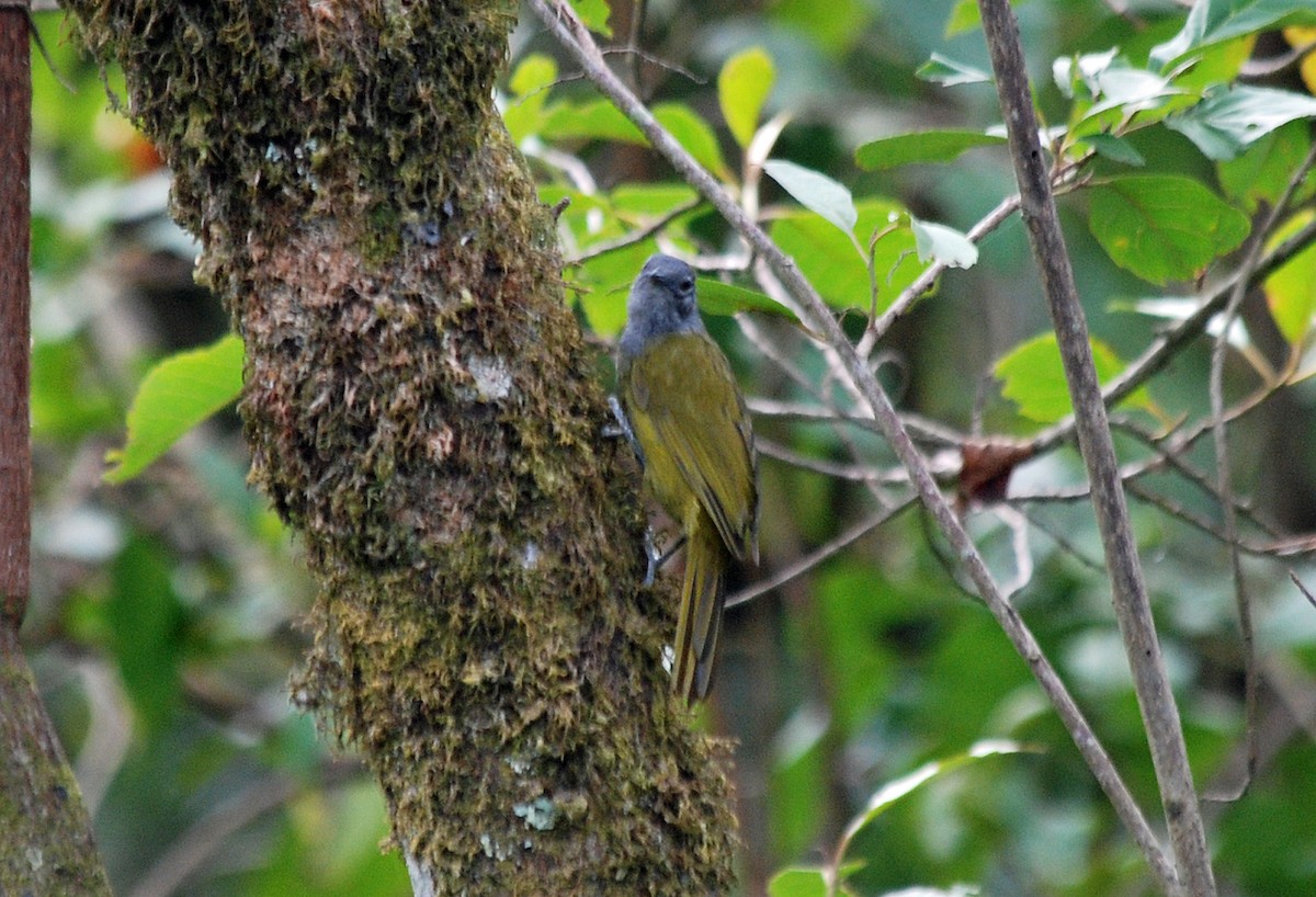 Western Mountain Greenbul - ML45204651