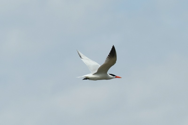 Caspian Tern - ML452046551