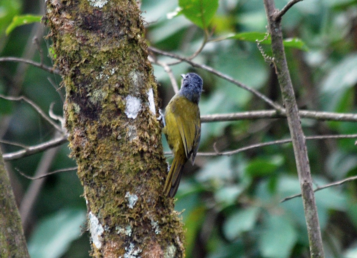 Western Mountain Greenbul - ML45204661