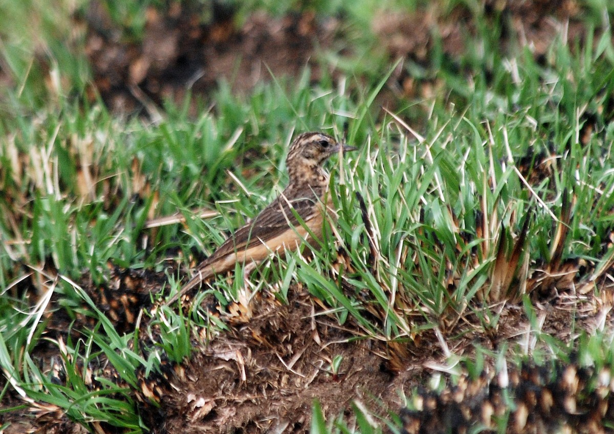 African Pipit (Cameroon) - Nigel Voaden