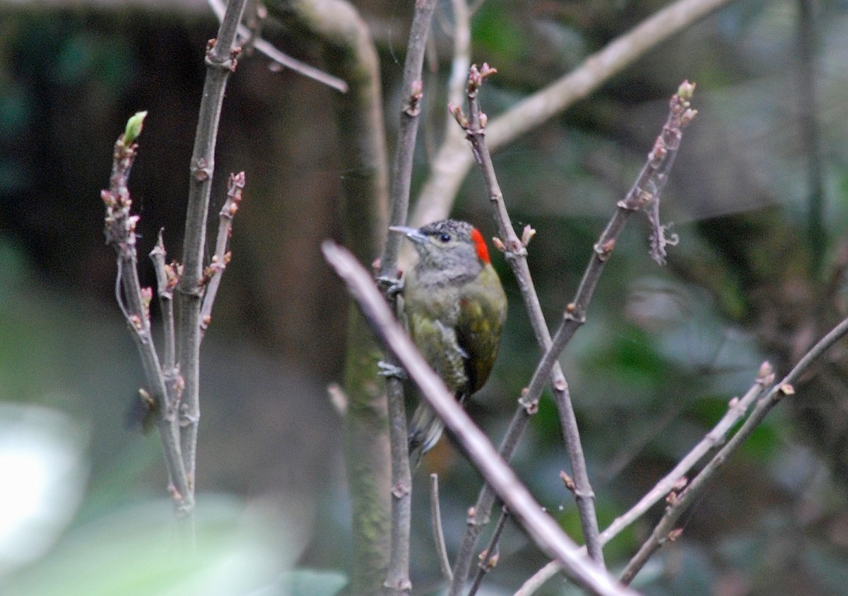 Tullberg's Woodpecker - ML45204741