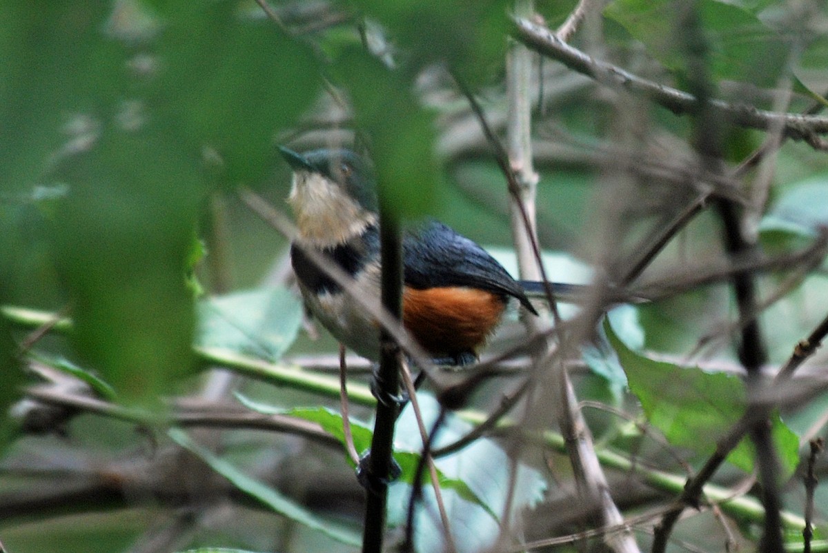 Black-collared Apalis - ML45204781