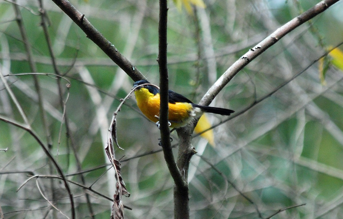 Yellow-breasted Boubou - ML45204831