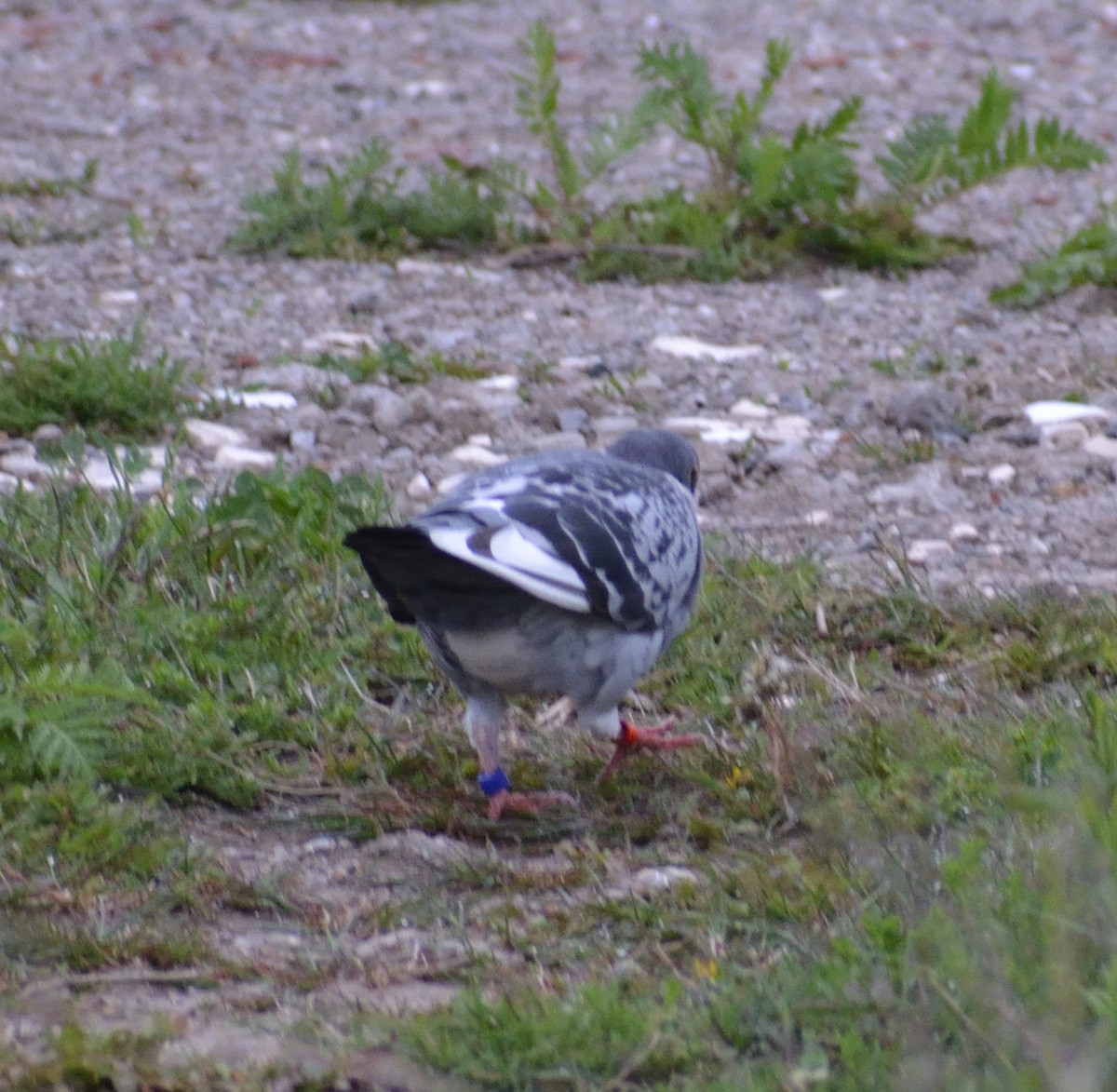 Rock Pigeon (Feral Pigeon) - ML452048751