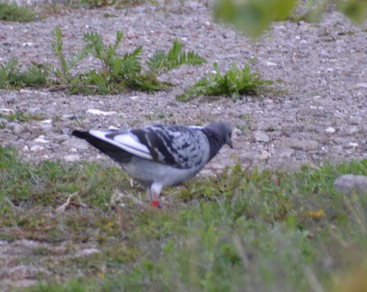 Rock Pigeon (Feral Pigeon) - ML452048761