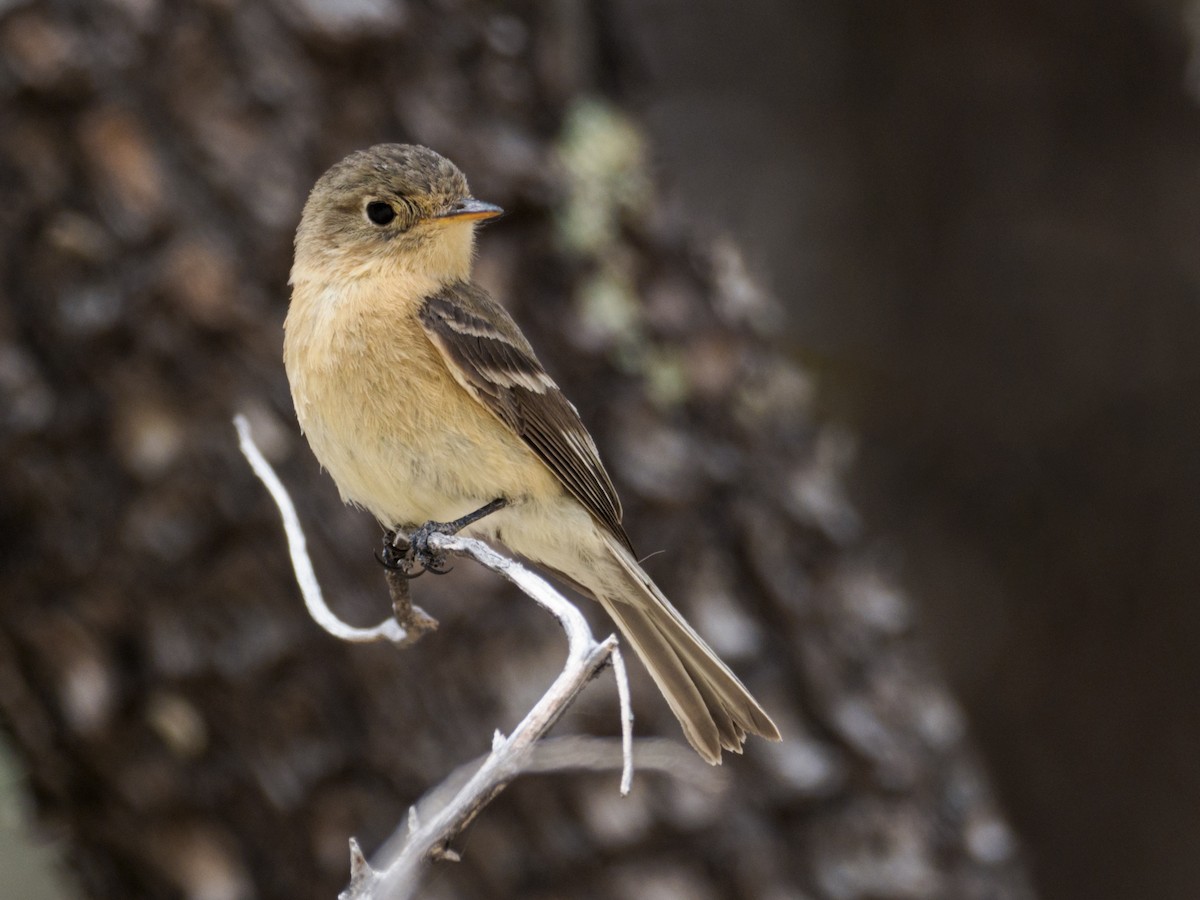 Buff-breasted Flycatcher - ML452048901