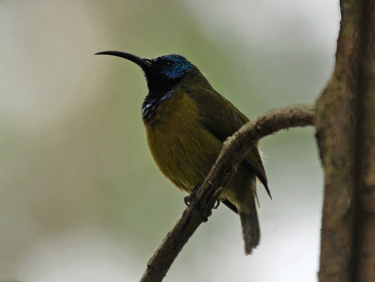 Blaukopf-Nektarvogel (bansoensis) - ML45204941