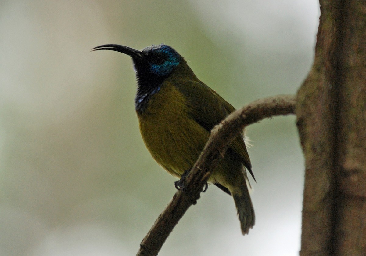 Blaukopf-Nektarvogel (bansoensis) - ML45204951