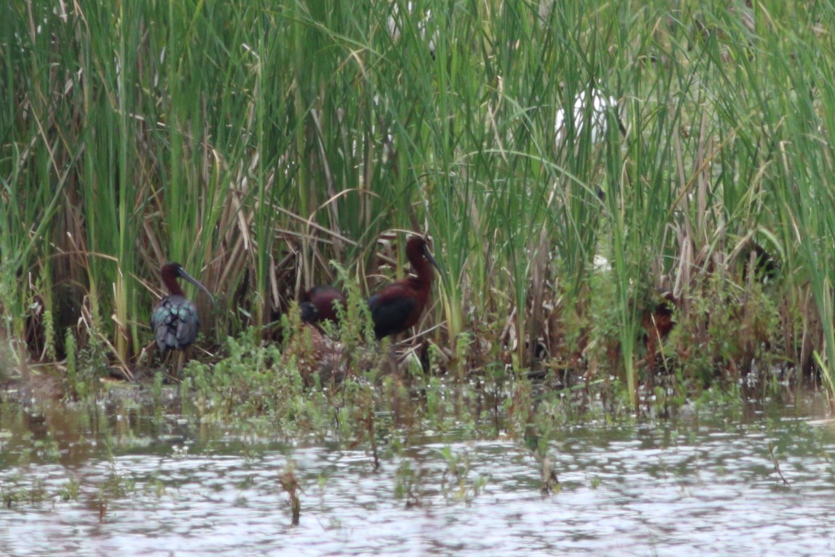 Glossy Ibis - ML452049931