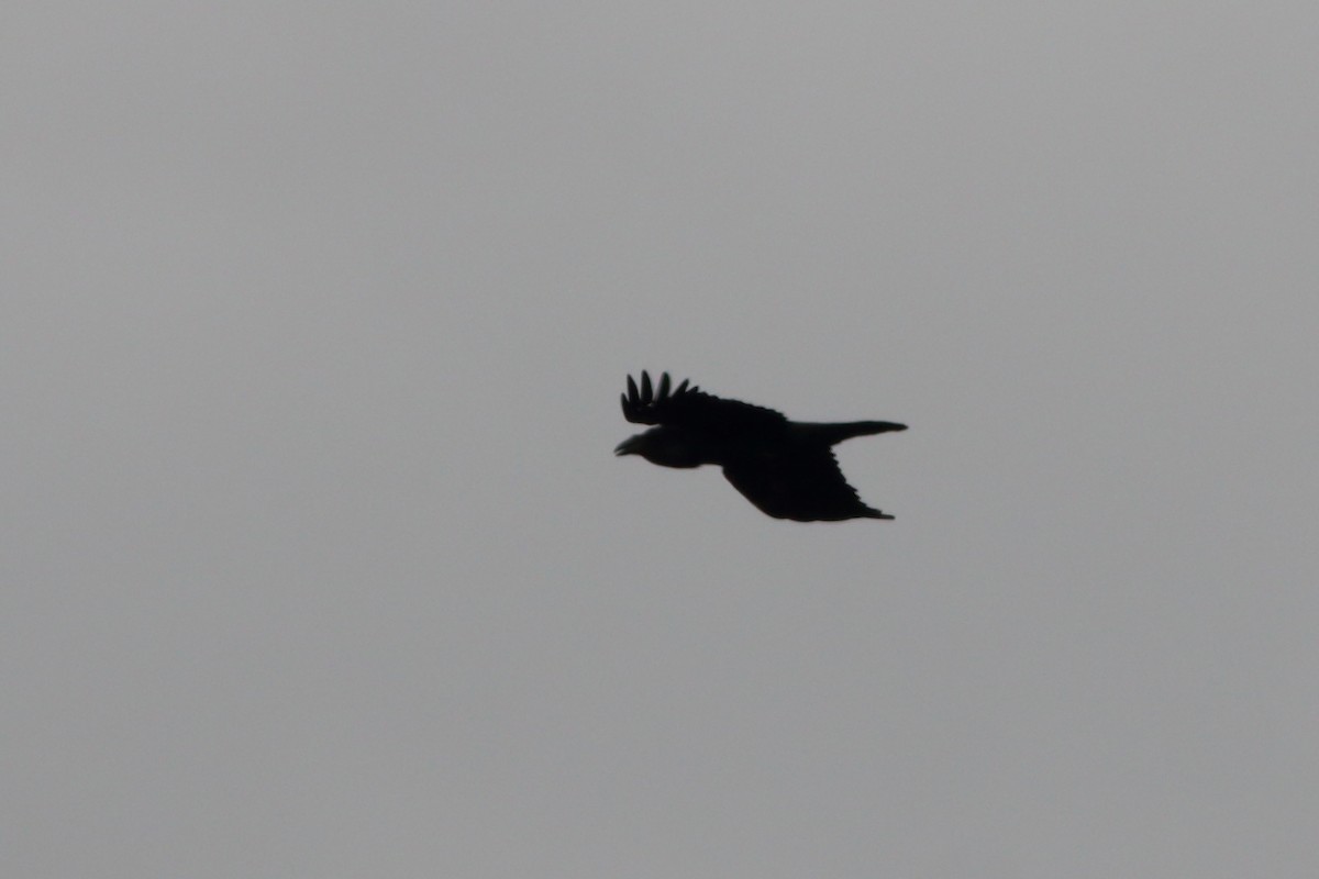 Common Raven - ML452050031