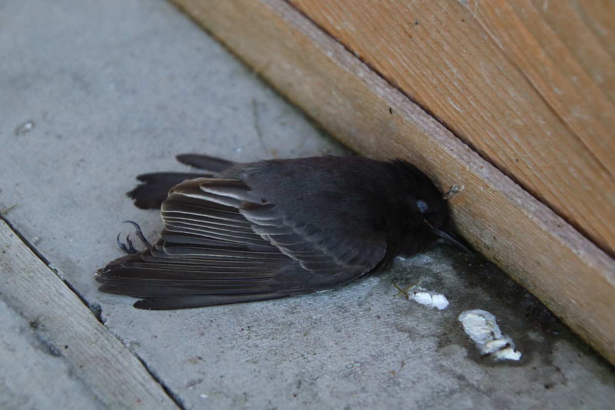 Black Phoebe - ML452050131