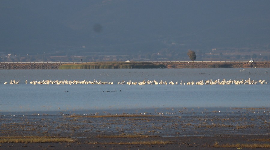 American White Pelican - Paul Lewis