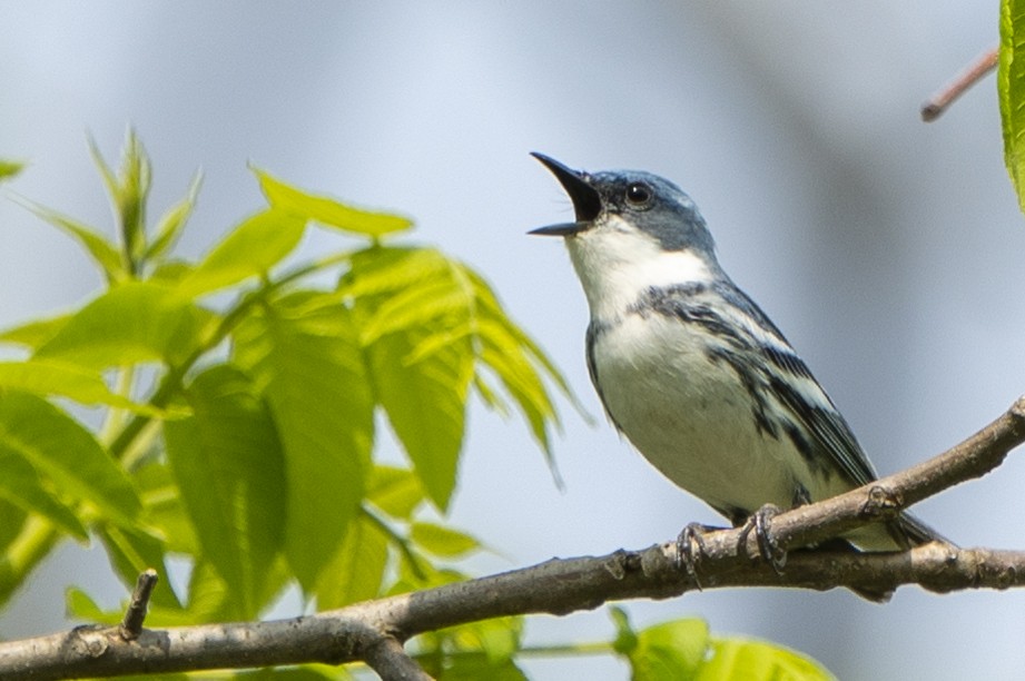 Cerulean Warbler - Ben Nieman