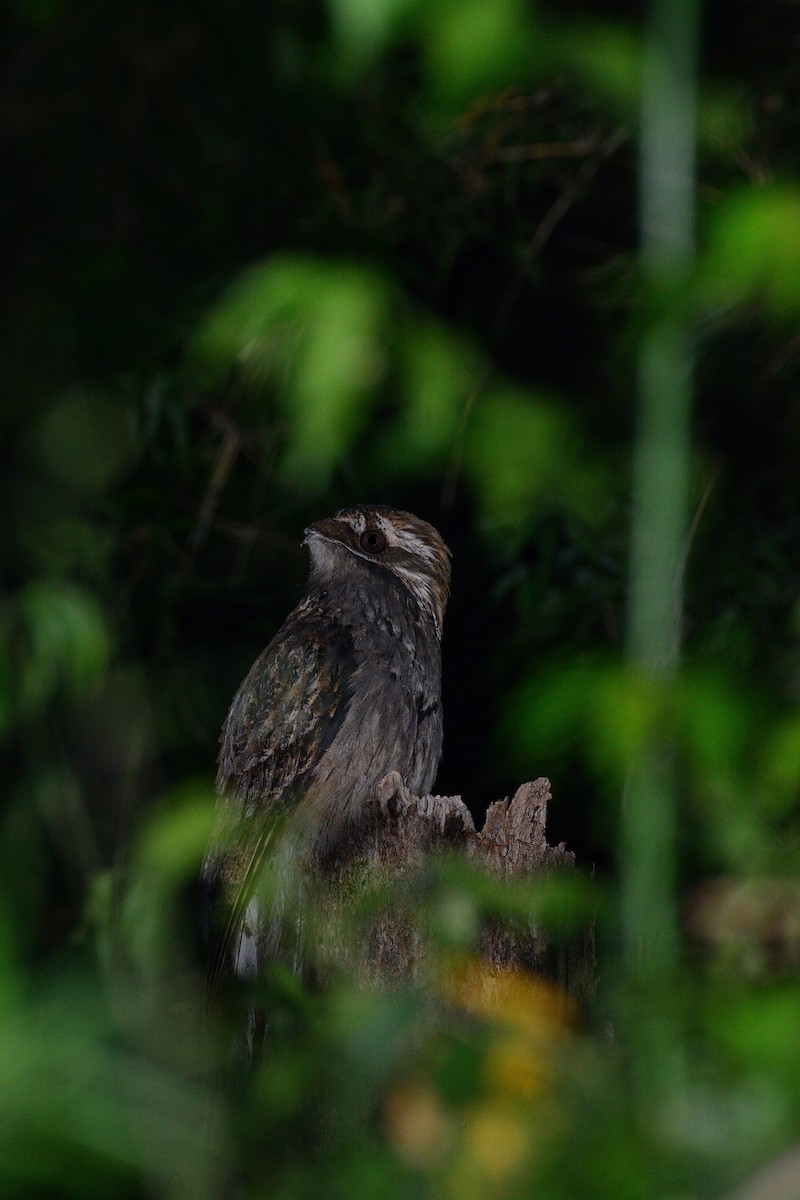 Long-tailed Potoo - ML452051431