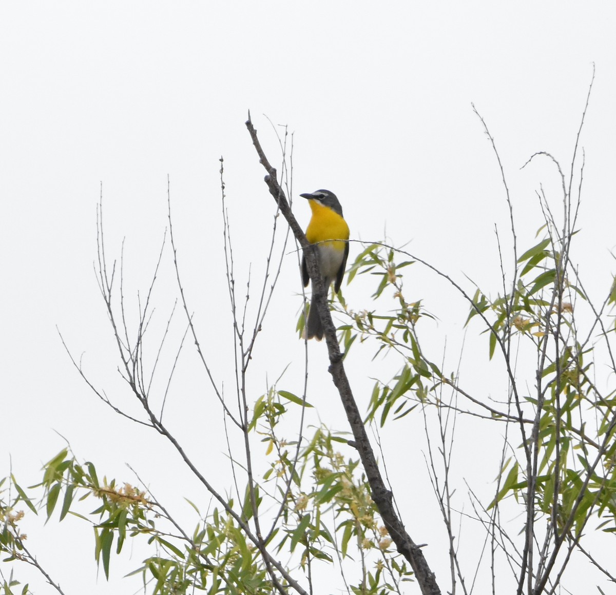 Yellow-breasted Chat - ML452051491