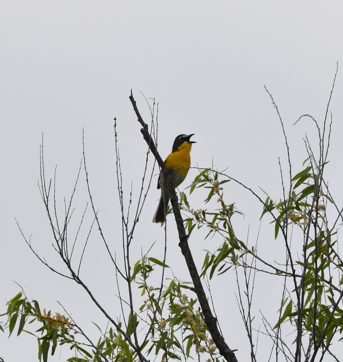 Yellow-breasted Chat - ML452051511