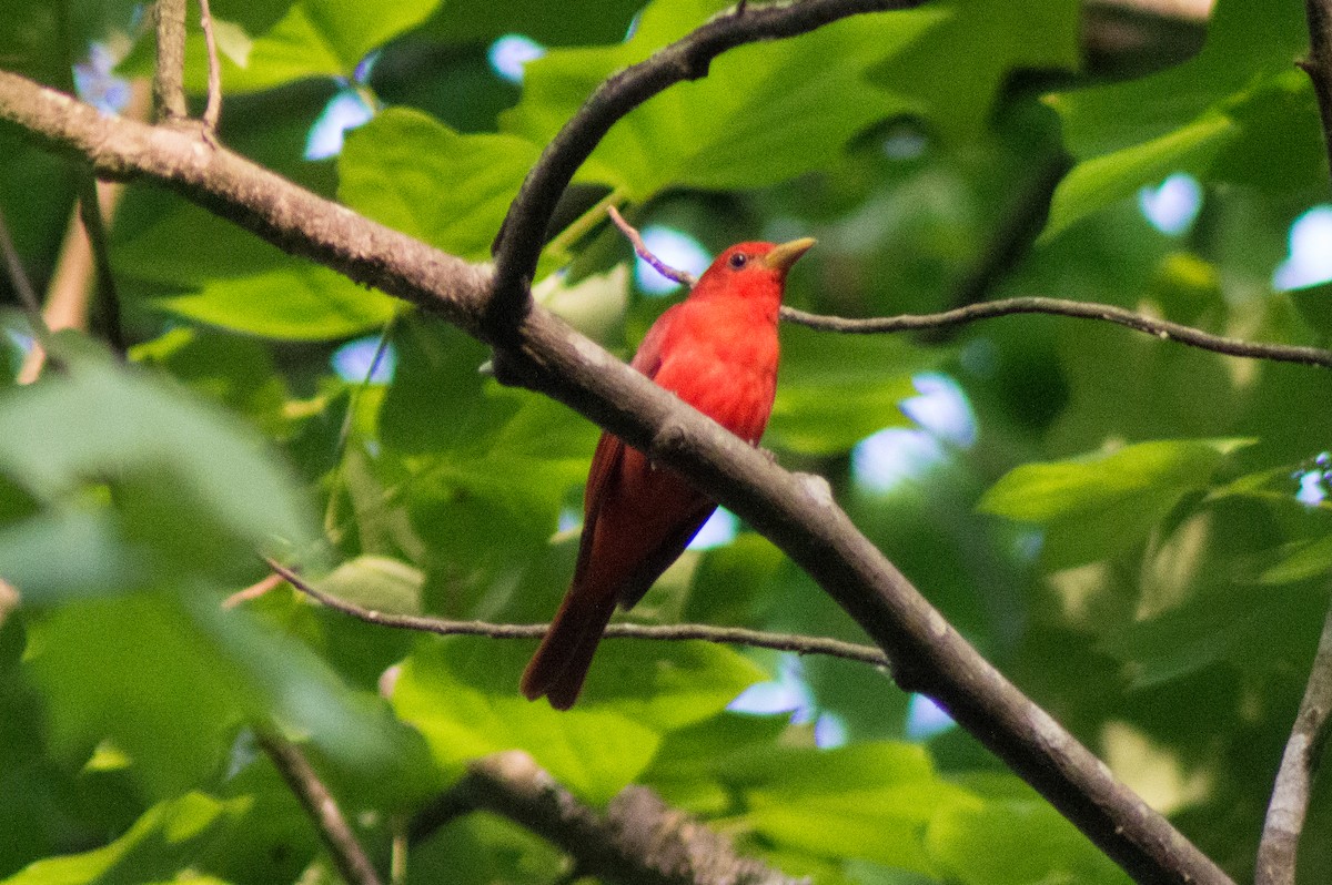 Summer Tanager - Trenton Voytko