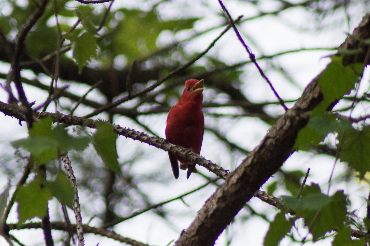 Summer Tanager - Trenton Voytko