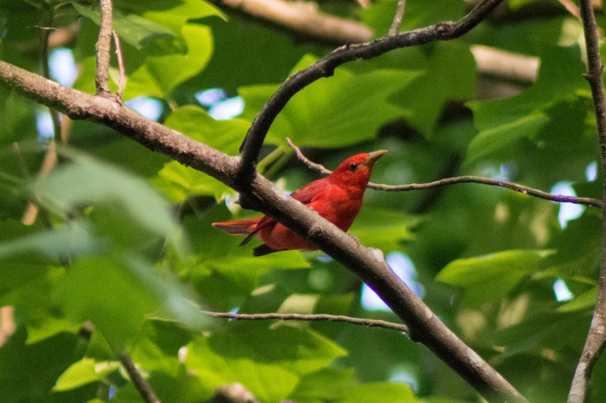 Summer Tanager - ML452051601