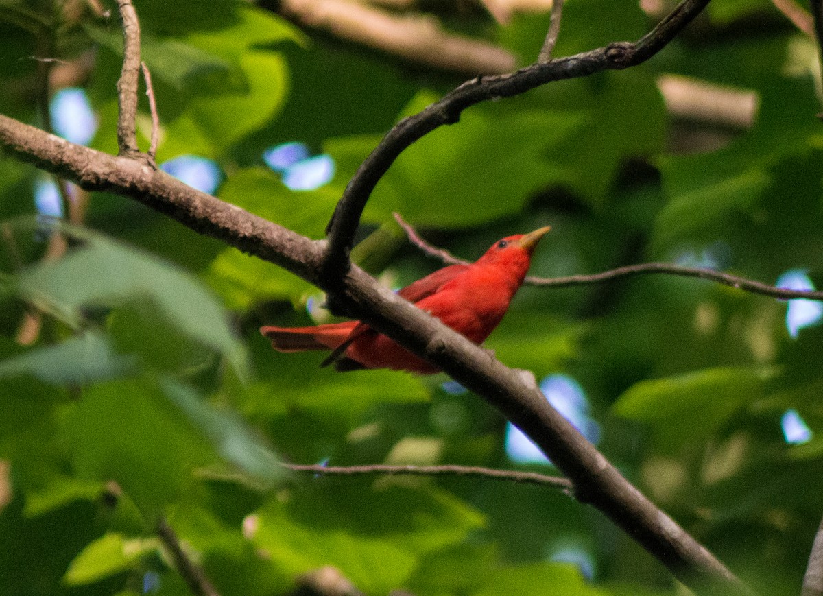 Summer Tanager - Trenton Voytko