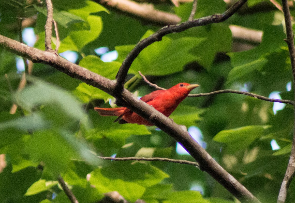 Summer Tanager - Trenton Voytko