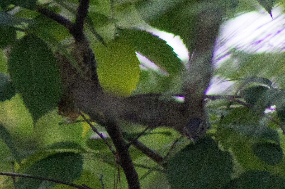 Red-eyed Vireo - Trenton Voytko