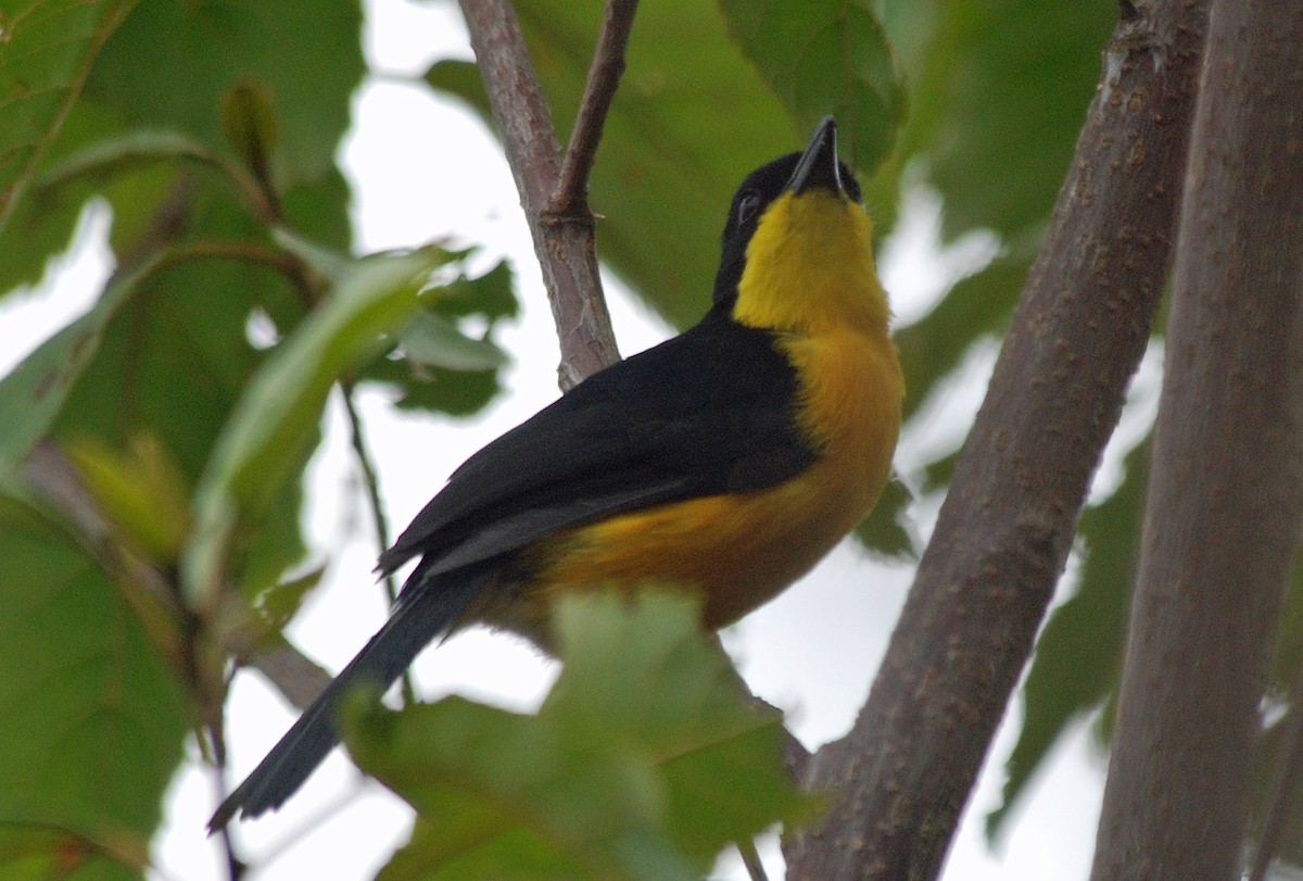 Yellow-breasted Boubou - ML45205271