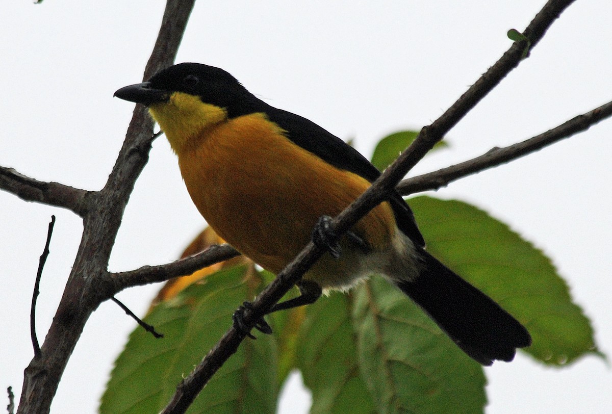 Yellow-breasted Boubou - Nigel Voaden