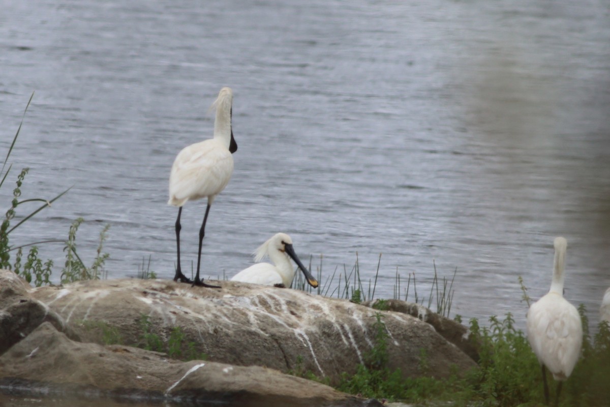 Eurasian Spoonbill - ML452053131