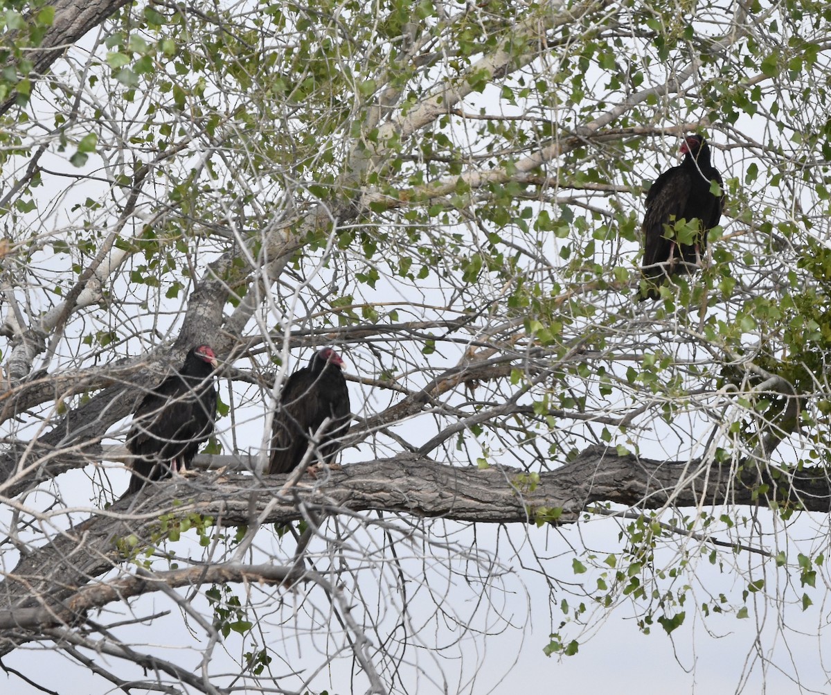 Turkey Vulture - ML452054211