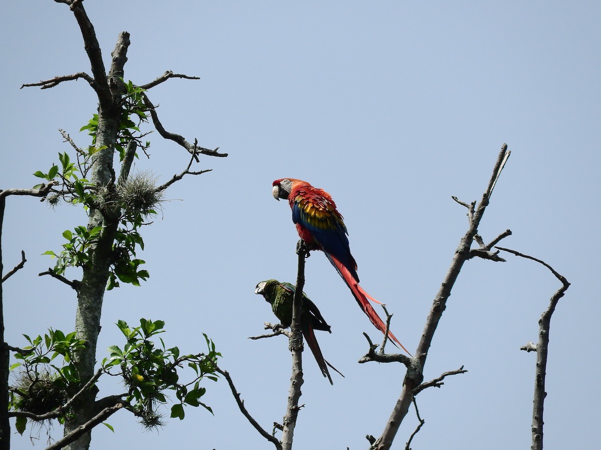 Scarlet Macaw - ML452054741