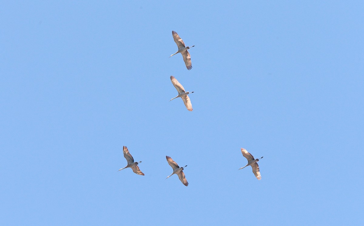 Sandhill Crane - Brandon Holden