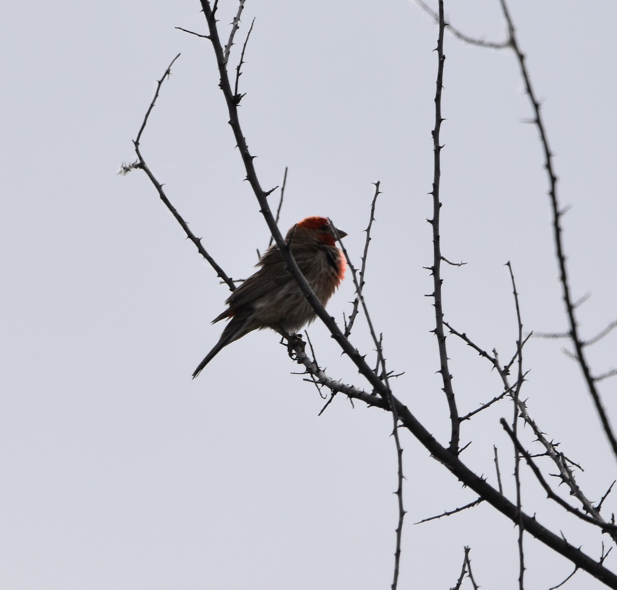 House Finch - ML452055251