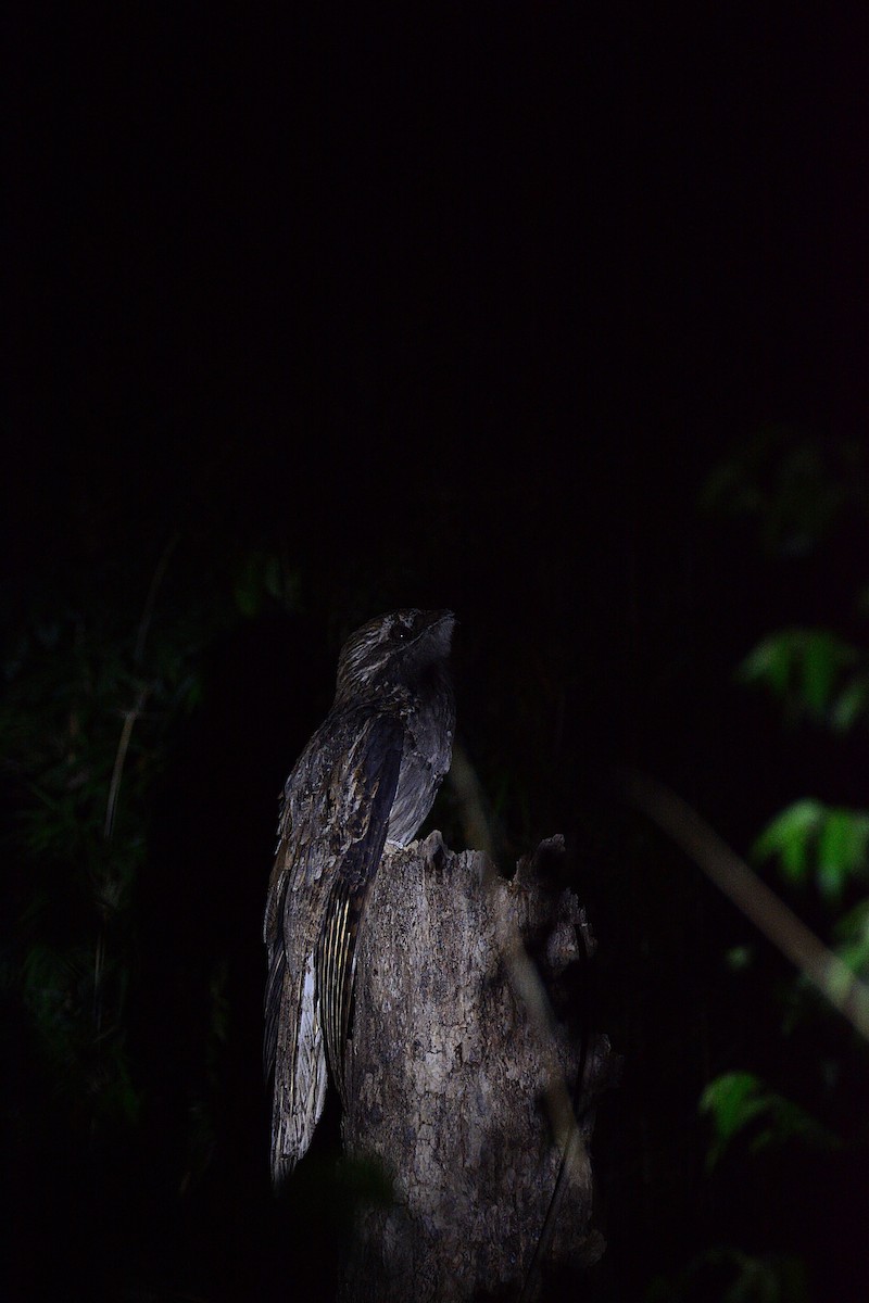 Long-tailed Potoo - ML452055311