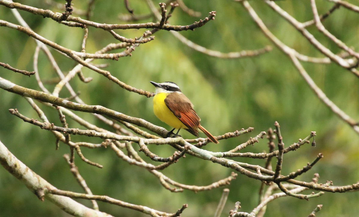 Great Kiskadee - ML452055861