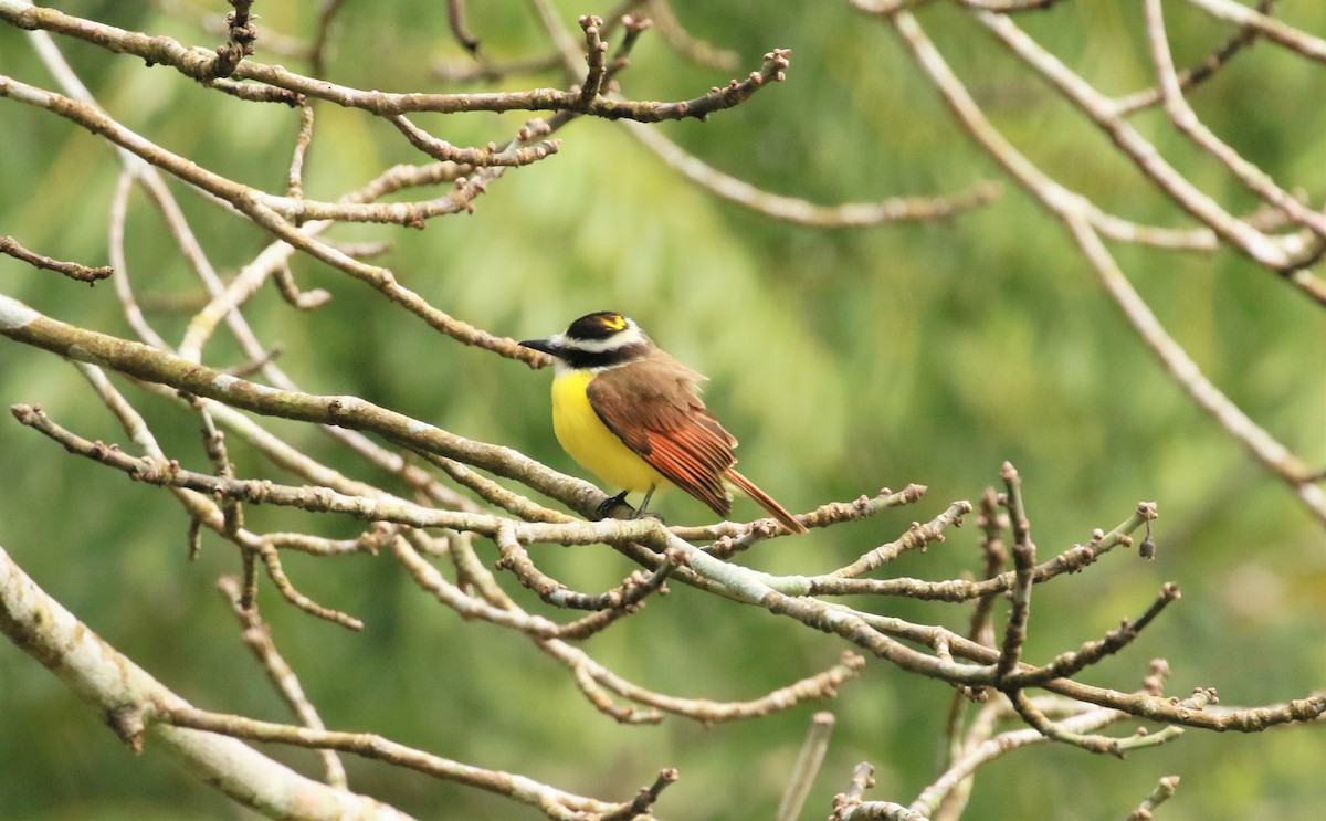 Great Kiskadee - ML452055881