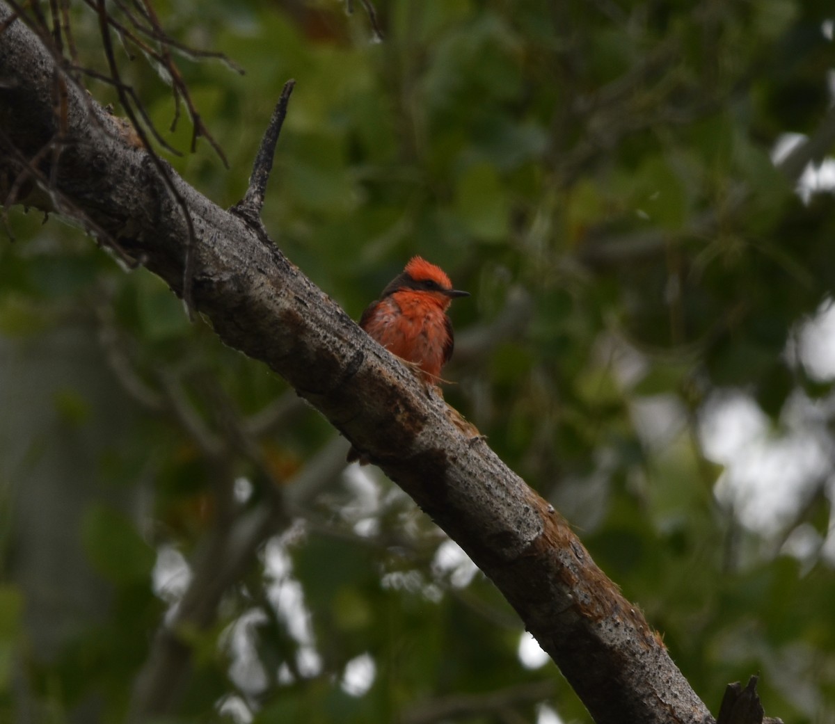 Vermilion Flycatcher - Jeff Johnson