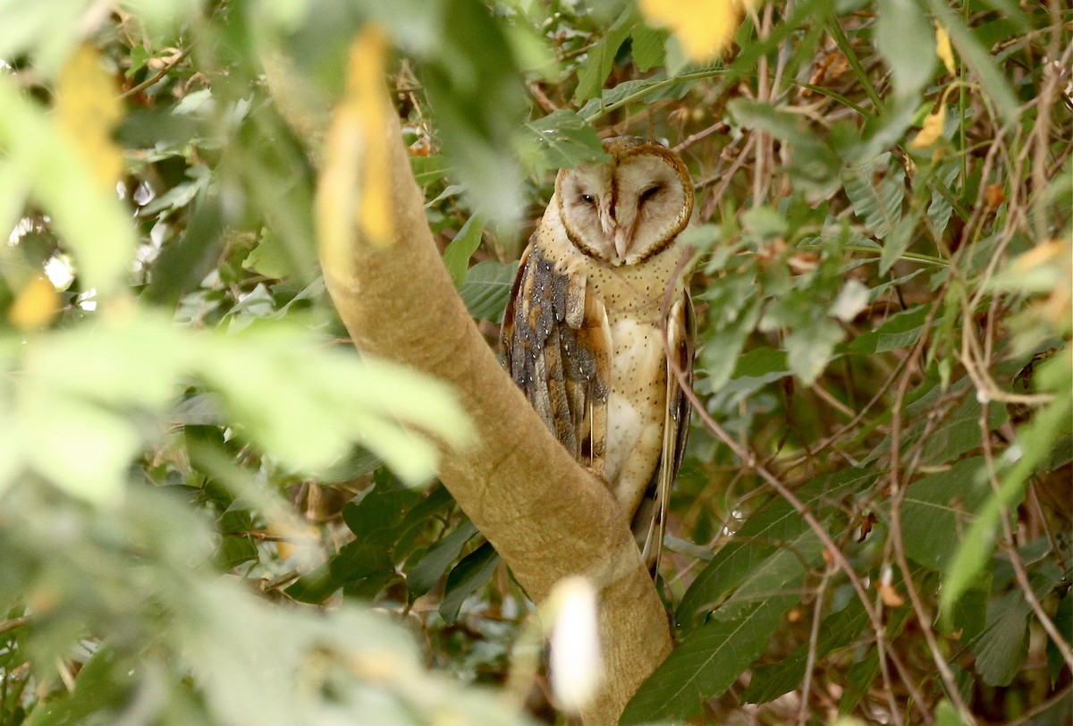 Barn Owl - ML452058311