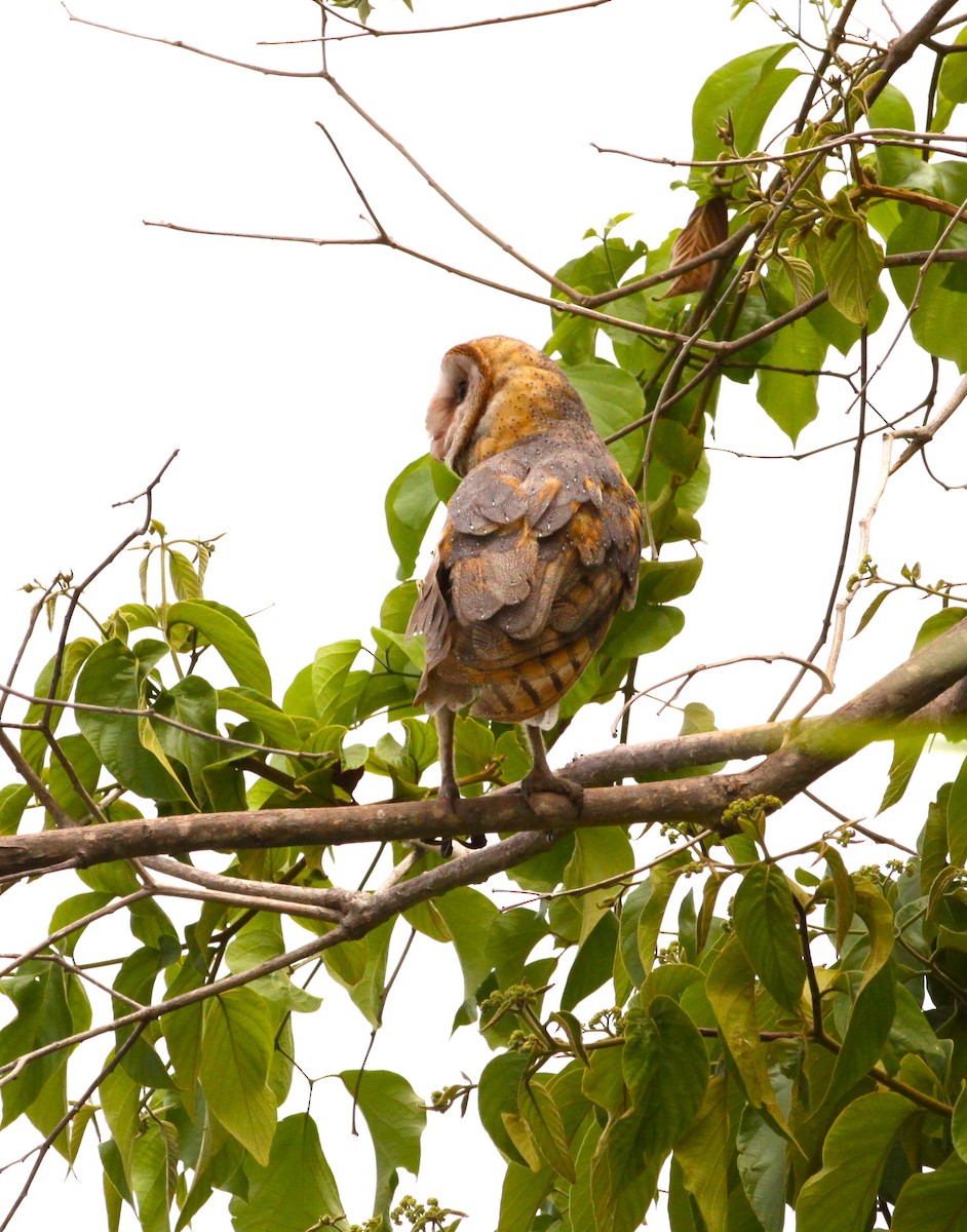 Barn Owl - Michael Arthurs