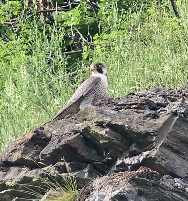 Peregrine Falcon - ML452058831