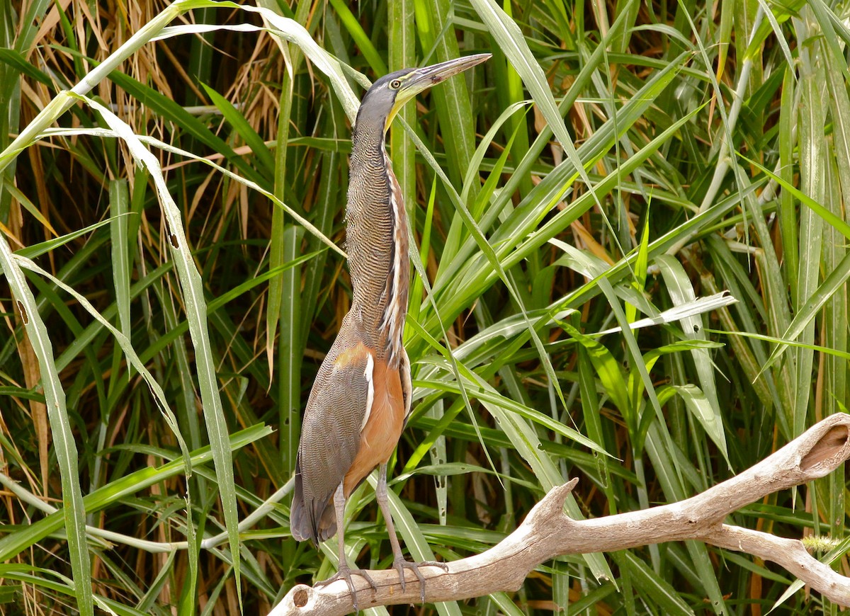 Bare-throated Tiger-Heron - ML452059031