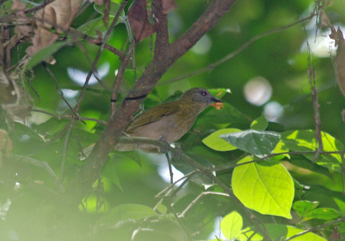 Sjöstedt's Greenbul - ML45205941