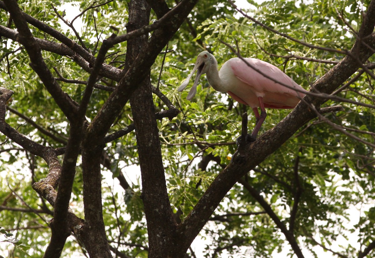 Roseate Spoonbill - ML452059411