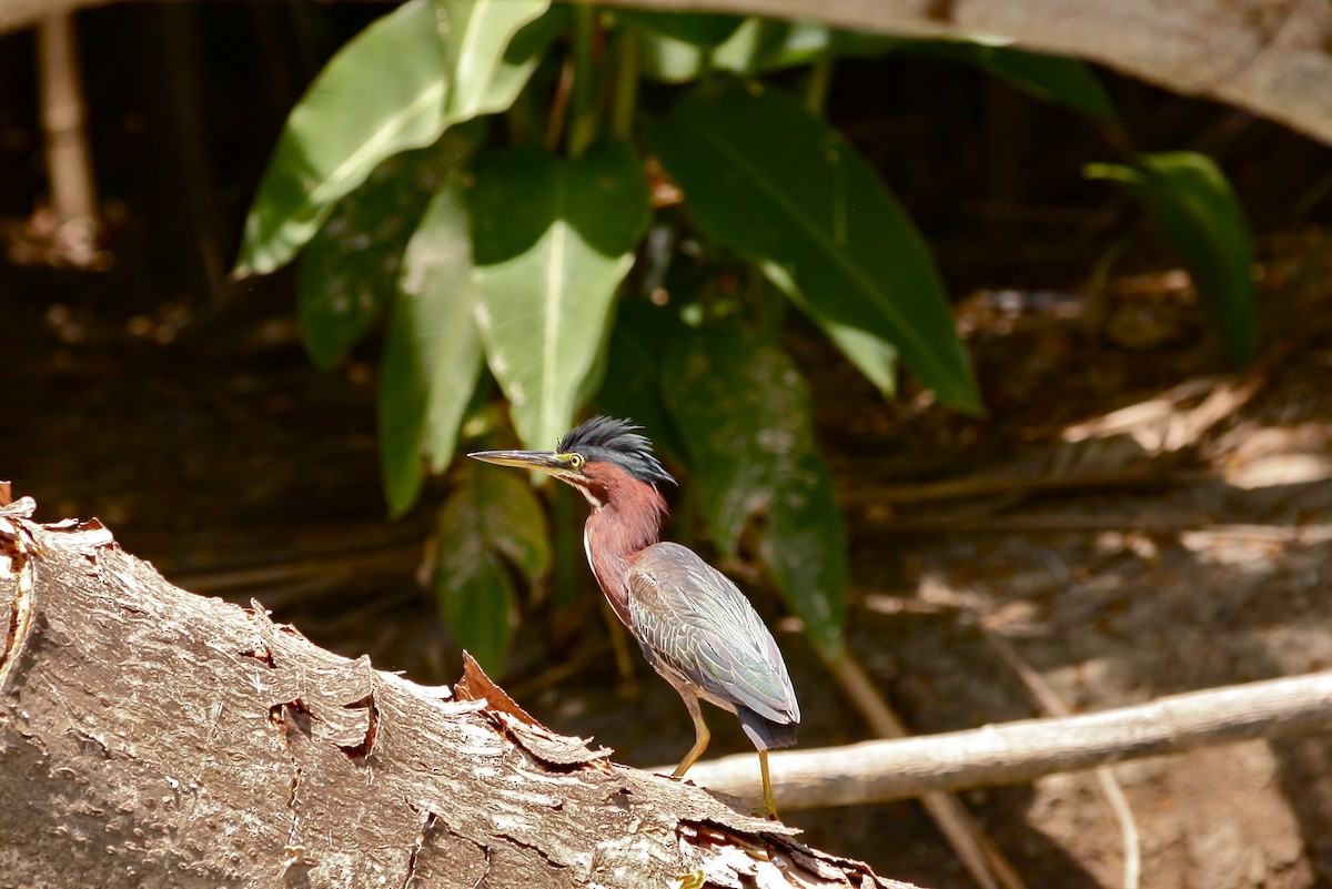 Green Heron - ML452059541