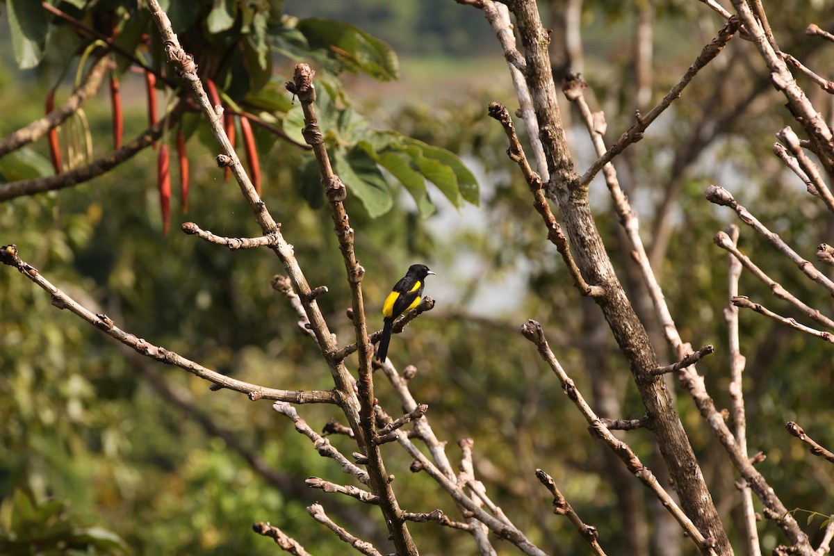 Black-cowled Oriole - Michael Arthurs